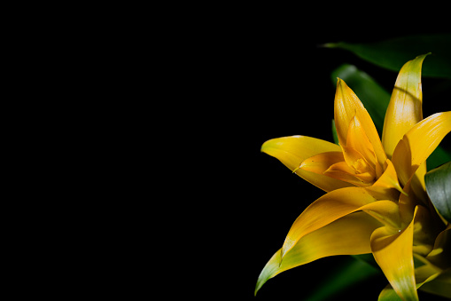 Bright yellow flower with black background