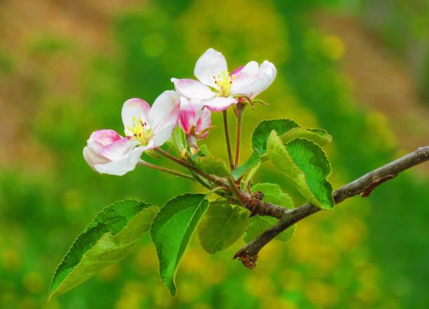 istock Flowers of Melo 1318333527