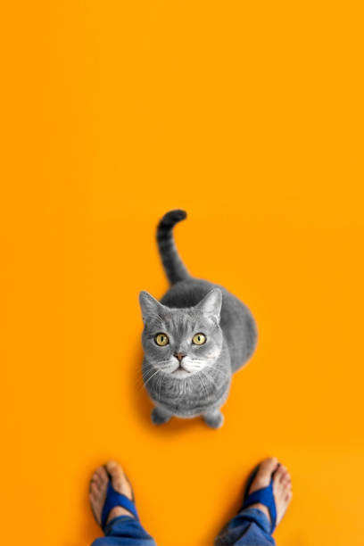 istock Hungry obese cat wants to food 1318333576