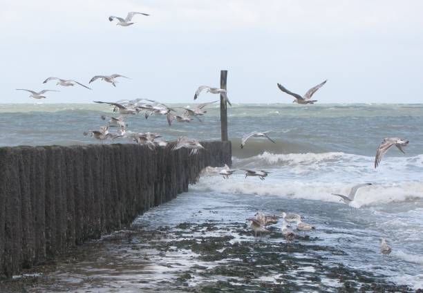 a group seagulls flies up at the pier in front of the waves of the sea at the dutch coast in cadzand