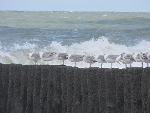 a group seagulls is sitting in a row at beach poles at a stormy day at the dutch coast with a wild sea with waves in the background