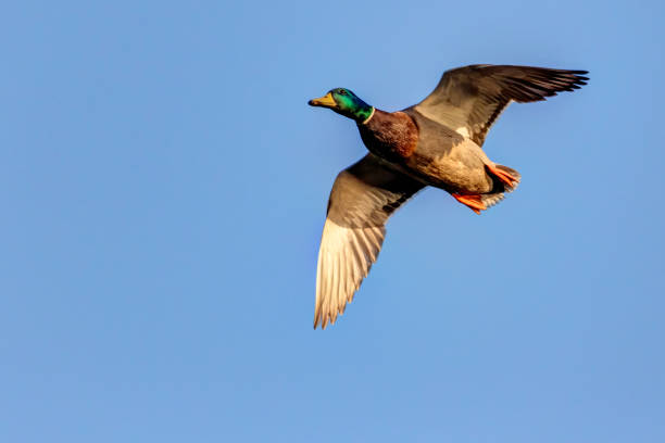 istock mallard duck flying above the lake 1318335722