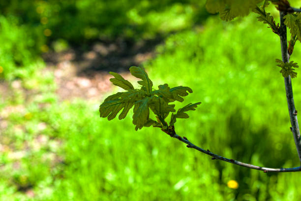 botões de folhas se abrem em árvores na primavera. inchaço nos rins no início da primavera. rins verdes jovens começam a se desenvolver e abrir. - n64 - fotografias e filmes do acervo