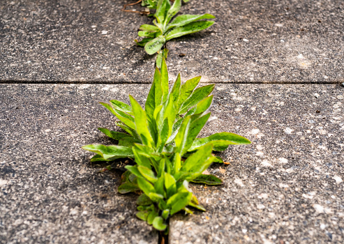 Weeds growing up through a concrete floor in a garden