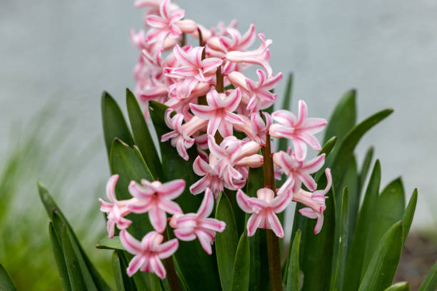 istock pink hyacinths in a flowerbed in early spring 1318338455