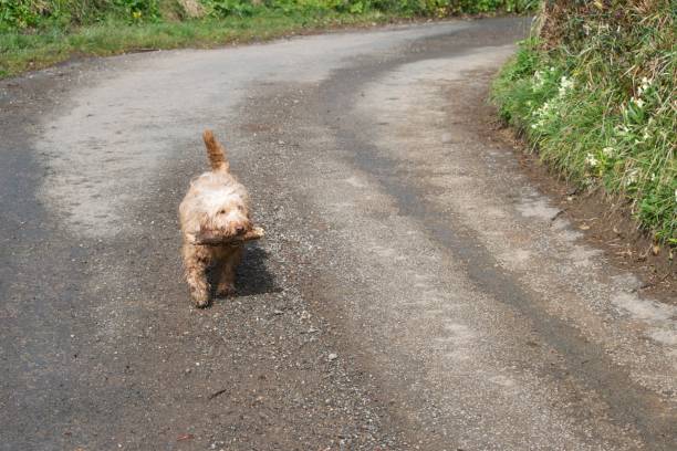 istock Apricot cockapoo dog carrying a stick on a country road 1318340296