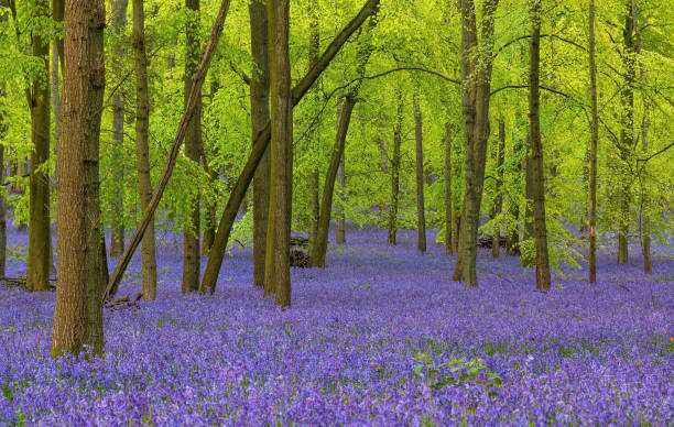 istock British forest full of Bluebells (Hyacinthoides) flowers 1318340419