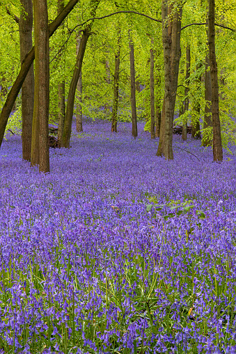Amidst a tranquil English beech tree forest, a gentle mist and soft sunlight create a dreamlike ambiance. The delicate bluebells add a touch of enchantment, casting a calming and peaceful spell over the woodland. A serene and misty embrace of nature's beauty in the heart of the English countryside or Belgium