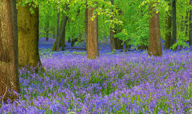istock British forest full of Bluebells (Hyacinthoides) flowers 1318340534