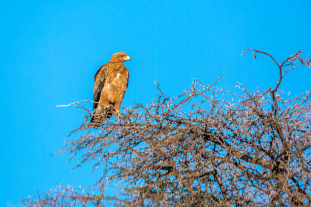 istock Wahlberg's Eagle in Kgalagadi transfrontier park, South Africa 1318340728