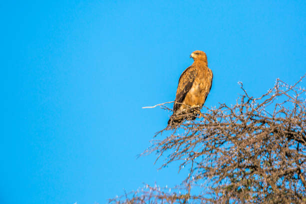 istock Wahlberg's Eagle in Kgalagadi transfrontier park, South Africa 1318340832
