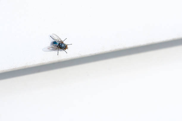 istock one  blue shimmering fly sits on a white wall 1318340908