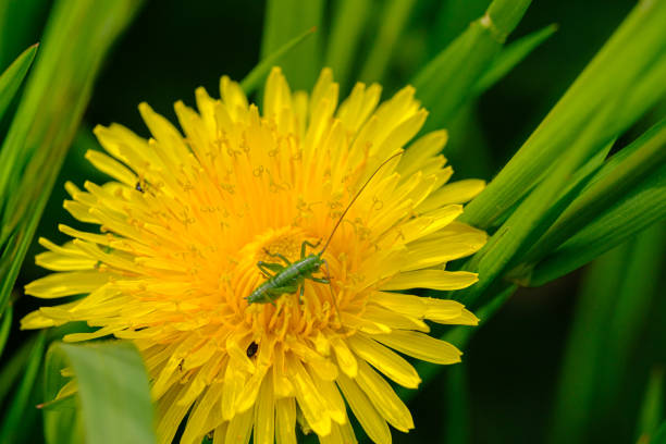 istock small green grasshopper sits on a yellow dandelion flower 1318340931