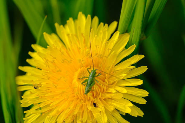 istock small green grasshopper sits on a yellow dandelion flower 1318340938