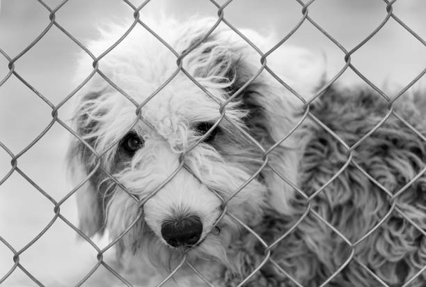istock Dog Shelter Adopt Black White 1318341716