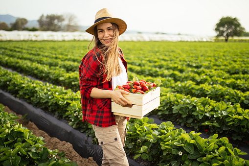 A view of a woman holding a crate full of strawberries. She's standing on a strawberry field in an agricultural zone, far from the city. Woman picking strawberries on farm