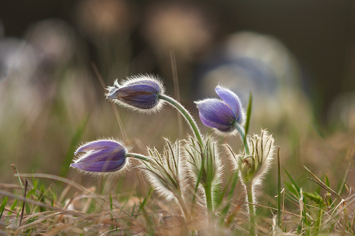 Pasque flowers on spring field. Photo Pulsatilla grandis with nice bokeh.