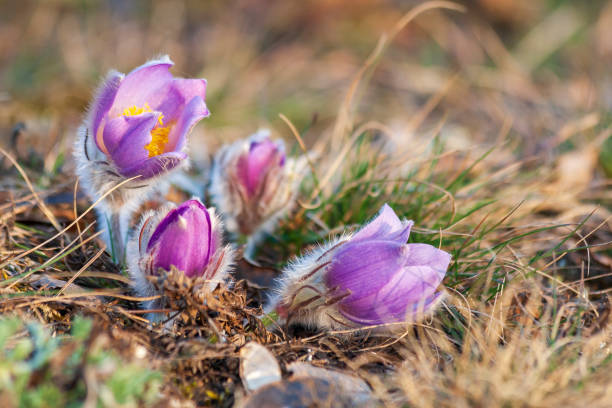 Pasque flowers on spring field. Photo Pulsatilla grandis with nice bokeh Pasque flowers on spring field. Photo Pulsatilla grandis with nice bokeh. pulsatilla grandis stock pictures, royalty-free photos & images