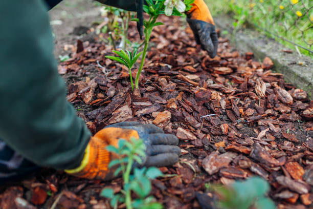 istock Gardener mulching spring garden with pine wood chips mulch. Man puts bark around plants 1318342987