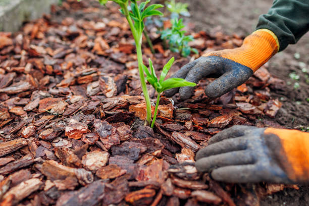 istock Gardener mulching spring garden with pine wood chips mulch. Man puts bark around plants 1318342988