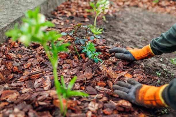 istock Gardener mulching spring garden with pine wood chips mulch. Man puts bark around plants 1318343049