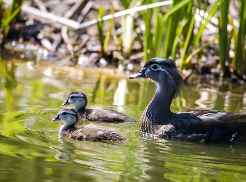 A female wood duck and two ducklings swimming in the pond