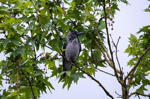 crow among tree branches and leaves, wet in the rain, raven - bird, plane tree
