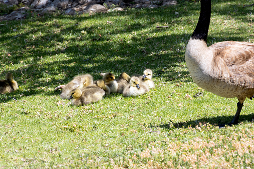 Canada goose goslings cuddled against one another on the grass under a shade tree in Irvine California on a sunny day
