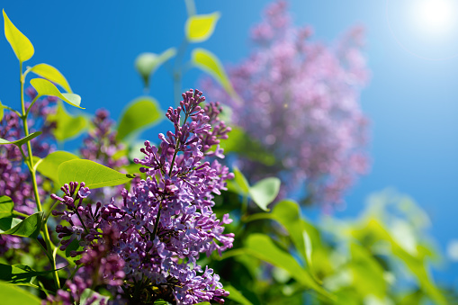 Beautiful lilac branches against a blue sky on a sunny day. Spring flowering lilac.
