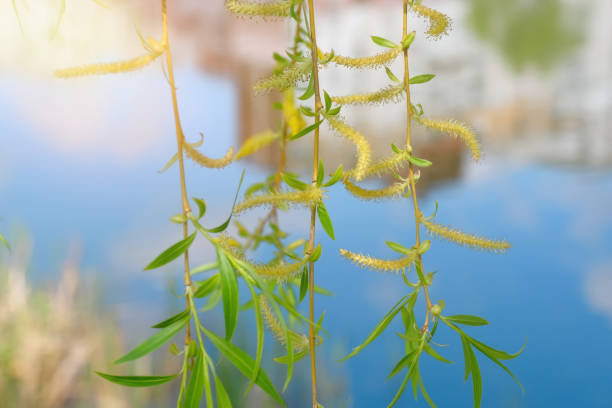 ramas de sauce blanco sobre un fondo de agua en un soleado día de primavera - willow tree weeping willow tree isolated fotografías e imágenes de stock