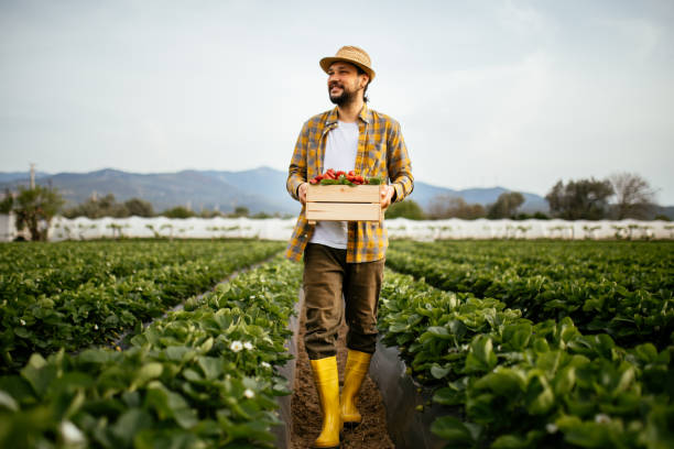 istock Young farmer men a basket filled with strawberries 1318347926
