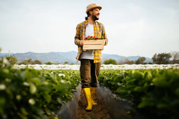 istock Young farmer men a basket filled with strawberries 1318347957