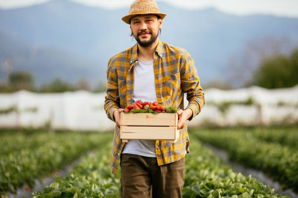 istock Young farmer men a basket filled with strawberries 1318347981