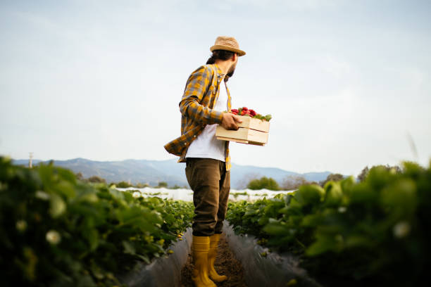 istock Young farmer men a basket filled with strawberries 1318348014
