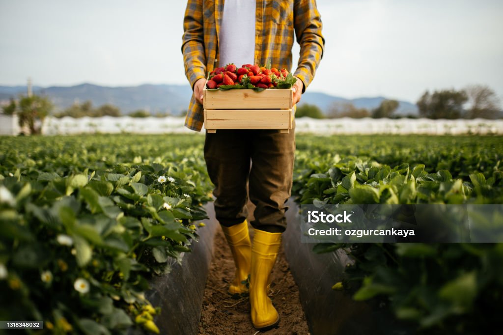 Young farmer men a basket filled with strawberries A view of a man holding a crate full of strawberries. He’s standing on a strawberry field in an agricultural zone, far from the city. Men picking strawberries on farm Agriculture Stock Photo