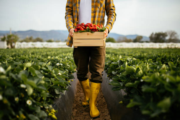 Young farmer men a basket filled with strawberries A view of a man holding a crate full of strawberries. He’s standing on a strawberry field in an agricultural zone, far from the city. Men picking strawberries on farm agriculture stock pictures, royalty-free photos & images