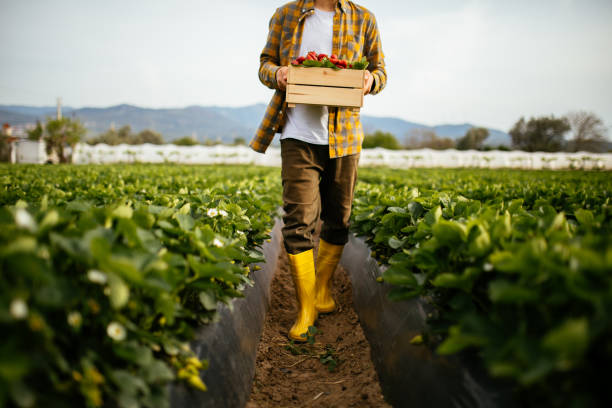 istock Young farmer men a basket filled with strawberries 1318348065