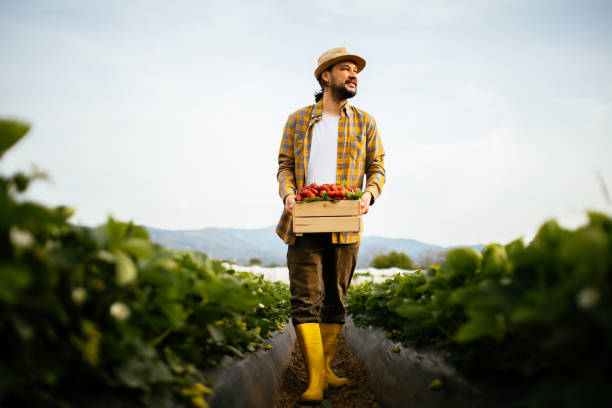 istock Young farmer men a basket filled with strawberries 1318348090