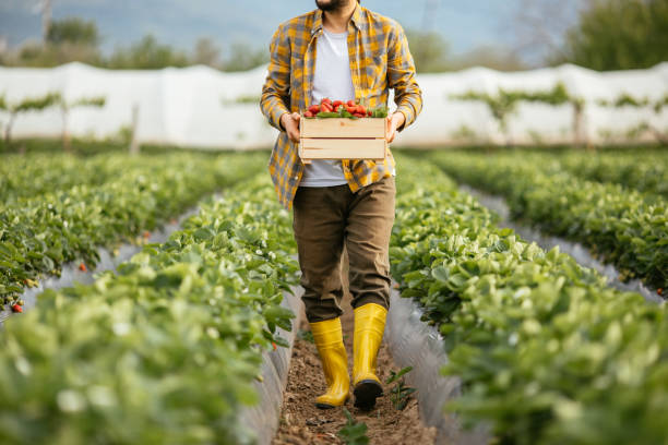 istock Young farmer men a basket filled with strawberries 1318348112