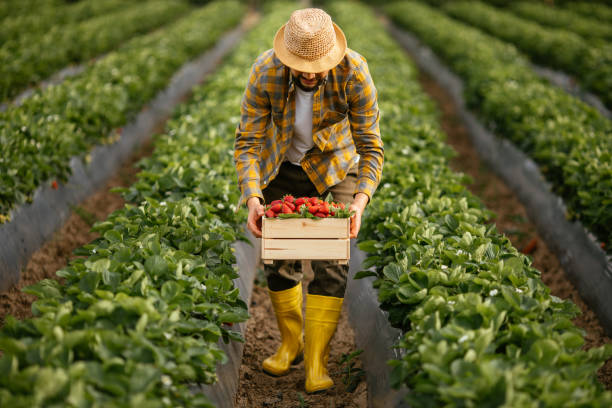 istock Young farmer men a basket filled with strawberries 1318348124
