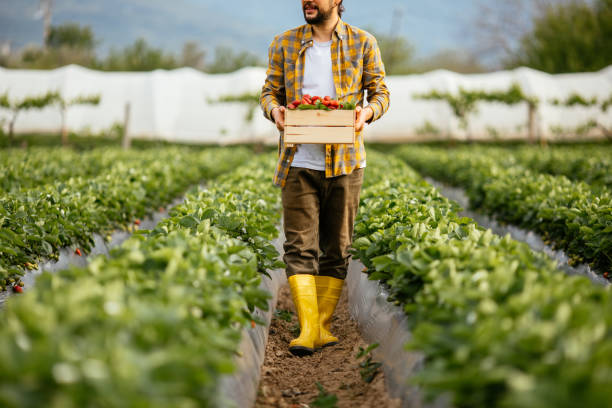istock Young farmer men a basket filled with strawberries 1318348836