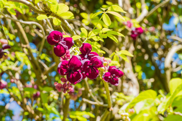 istock Shrub with Buds of Roses 1318349259