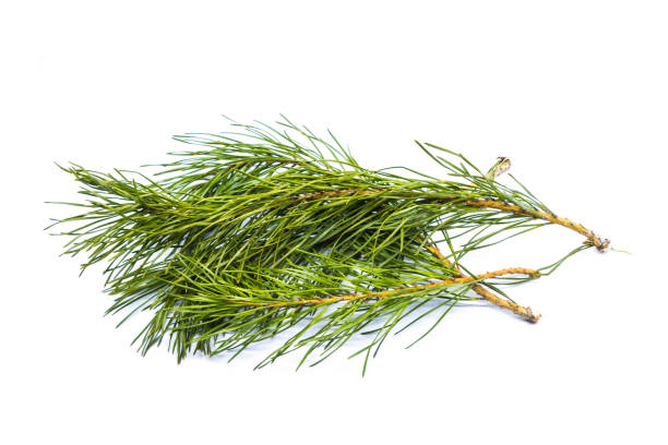 istock Green Tree Twigs isolated on white 1318349260