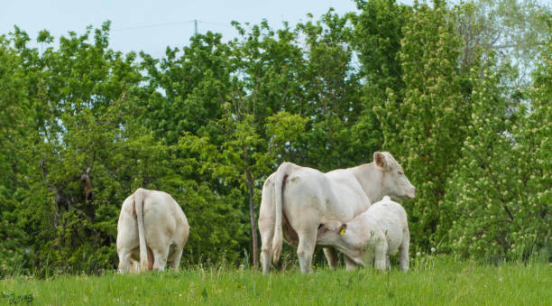Free Stock Photo of Mother Cow and Calf Standing in Field | Download ...