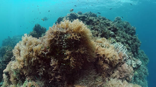 istock Coral reef with fish underwater. Bohol, Philippines 1318350423