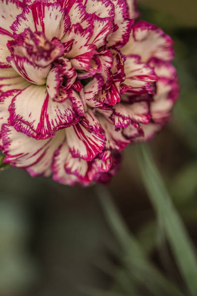 istock White-Pink Carnation Flower 1318350438