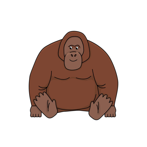 ilustrações, clipart, desenhos animados e ícones de desenho animado bonito marrom orangotango. rabisco vetorial esboça ilustração animal da floresta tropical. macaco isolado no fundo branco - orangutan ape endangered species zoo