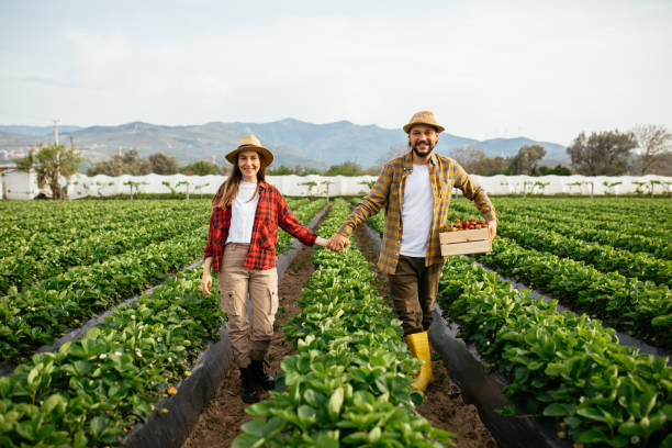 istock Smiling young couple picking organic strawberries 1318351456