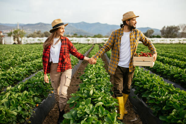 istock Smiling young couple picking organic strawberries 1318351549