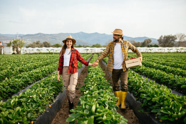 istock Smiling young couple picking organic strawberries 1318351598